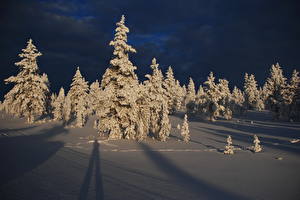 Фотографии Времена года Зима Снега В ночи Деревья Природа