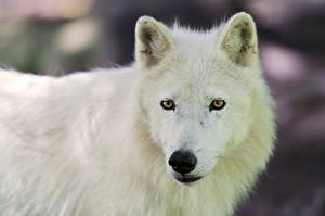 Картинка Волк Смотрят полярный Животные