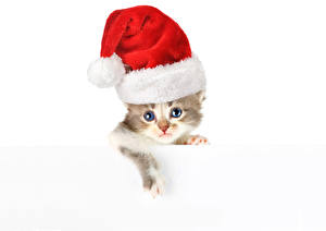 Картинки Коты Рождество Шапки Котята Взгляд Животные