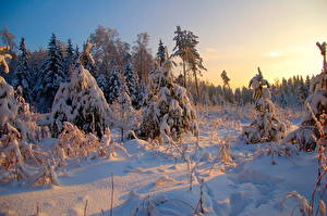 Картинки Сезон года Зима Рассветы и закаты Леса Снега Природа