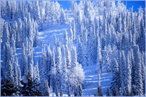 Фото Времена года Зимние Лес Снеге Природа