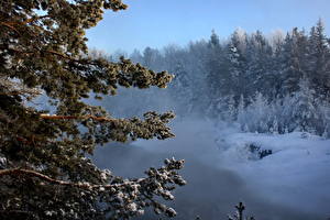 Картинка Сезон года Зимние Снега Ветвь Природа