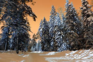 Обои Времена года Зима Лес Снег HDR Дерева Природа
