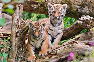 Обои Большие кошки Детеныши Тигр Смотрит