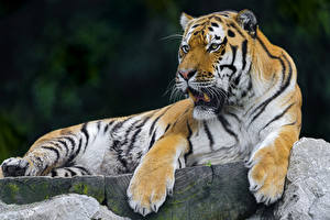 Фотографии Большие кошки Тигры Взгляд Животные