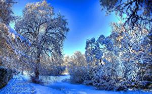 Обои Зима Небо Снега HDR Дерево Природа