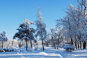 Фотография Времена года Зимние Небо Снегу Дерева Природа
