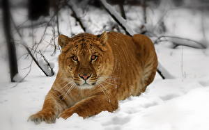 Фотография Большие кошки Тигры Снега Животные
