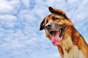 Фотографии Собаки Небо Смотрят Облака животное
