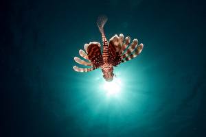 Фотография Подводный мир Рыбы Лучи света Крылатки