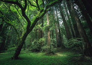 Фото Лес Деревья Трава Природа