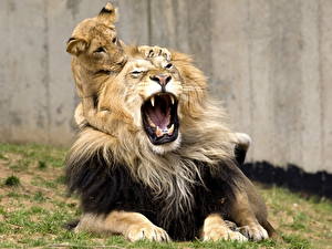 Фото Большие кошки Львы Детеныши Животные