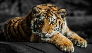 Обои Тигры Большие кошки Взгляд Морды Лапы 3D Графика
