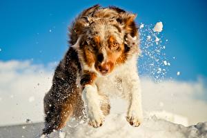 Картинка Собаки Овчарки Смотрят Снеге В прыжке Австралийская овчарка Животные