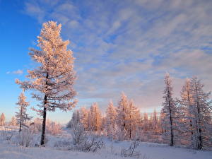 Картинка Времена года Зима Небо Облака Снеге Дерево Природа