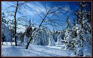 Картинка Времена года Зима Лес Снеге Дерево Ветвь Природа