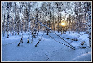 Обои Сезон года Зимние Лес Снегу Деревья Природа