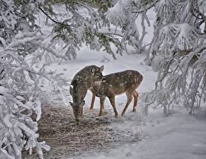 Фотографии Олени Зима Снег Ветки животное