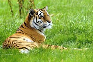 Фотография Большие кошки Тигры Взгляд Трава