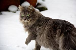 Фото Кошки Взгляд Снегу животное
