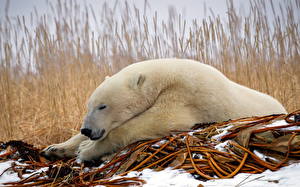 Фото Медведи Северный животное