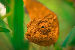 Картинки Рептилии Смотрят Хамелеоны