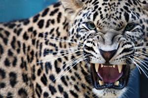Фотографии Большие кошки Леопард Взгляд животное
