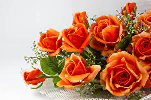 Фото Роза Оранжевые цветок