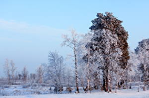 Фотографии Времена года Зимние Небо Снегу Деревьев Природа