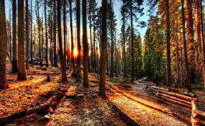 Картинка Лес Рассвет и закат Америка Дерево HDR Калифорния Йосемити Природа