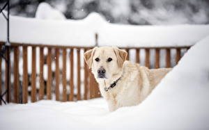 Фото Собака Смотрит Снег Ретривер