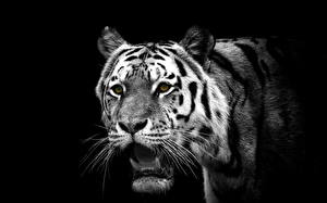 Фото Большие кошки Тигры Смотрят Животные