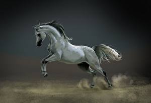 Картинка Лошадь В прыжке животное