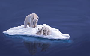 Фотография Медведи Белые Медведи Снеге Лед Животные