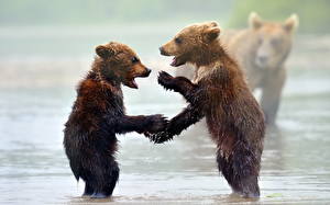 Картинки Медведи Гризли Мокрые животное