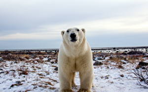 Фото Медведь Полярный Смотрят Снега Животные