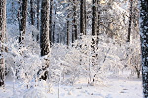 Фотографии Времена года Зима Леса Снега Деревья Природа