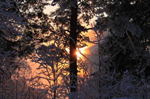 Обои Сезон года Зимние Рассветы и закаты Снег Дерево Природа