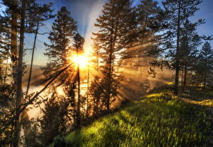 Фото Рассветы и закаты Лучи света Трава Дерево HDRI Солнце Природа