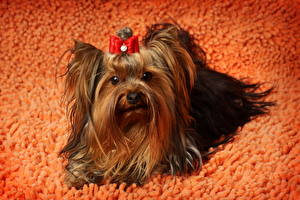 Картинка Собака Йоркширский терьер животное