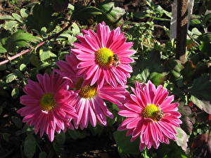 Картинки Астры Пчелы Цветы