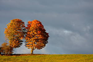 Фотография Времена года Осень Небо Облако Деревья Природа