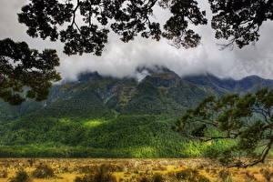 Обои Гора Лес Новая Зеландия Облачно На ветке HDR Природа