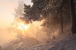 Фотографии Времена года Зима Снег Дерево На ветке Природа