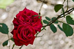 Фото Роза Красный Ветки цветок