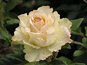 Картинка Розы Белые Our Vanilla Цветы