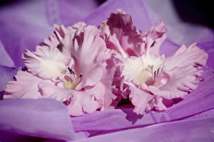 Фотографии Гладиолусы Розовые Цветы