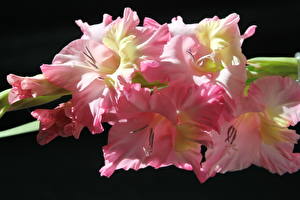 Фотография Гладиолус Розовых цветок