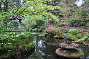 Обои Сады Ландшафтный дизайн Пруд Англия Дизайна Натсфорд Природа