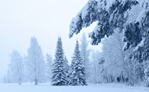 Фото Сезон года Зима Снег Деревья Ели Природа